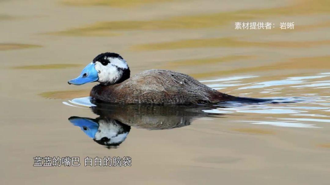 天线宝宝与森林奇遇，一场关于动物探索的奇妙之旅