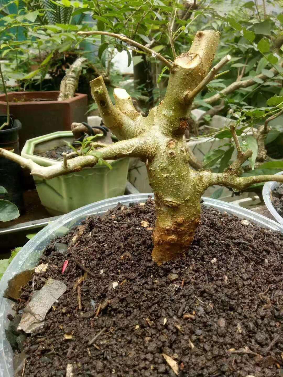 湖北15选5，揭秘开奖结果查询的奥秘与乐趣