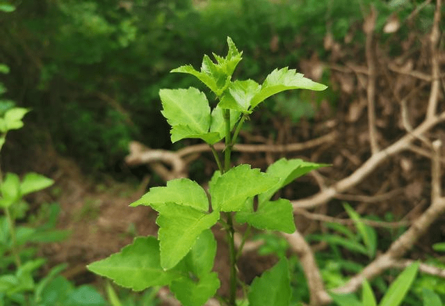 簕菜产品，自然馈赠的绿色瑰宝