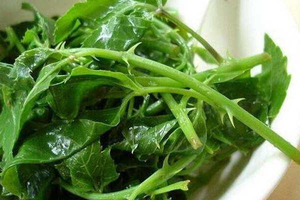 簕菜茶，健康之选，但非人人适宜