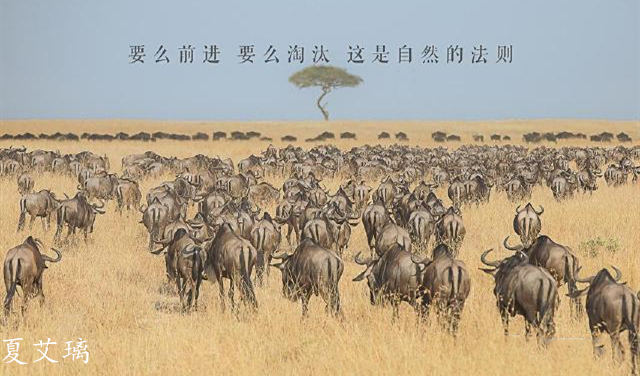 2023年黄金能跌至300元吗？市场动态与投资策略的深度剖析