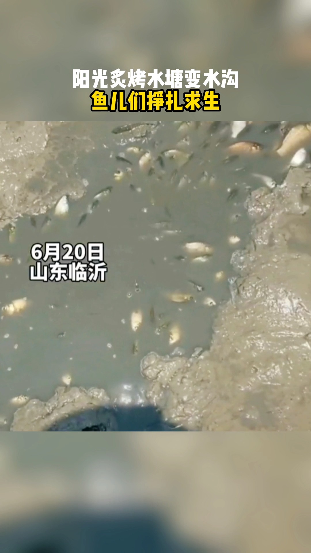 左岸春风，一语断蓝，垂死挣扎中的希望之光