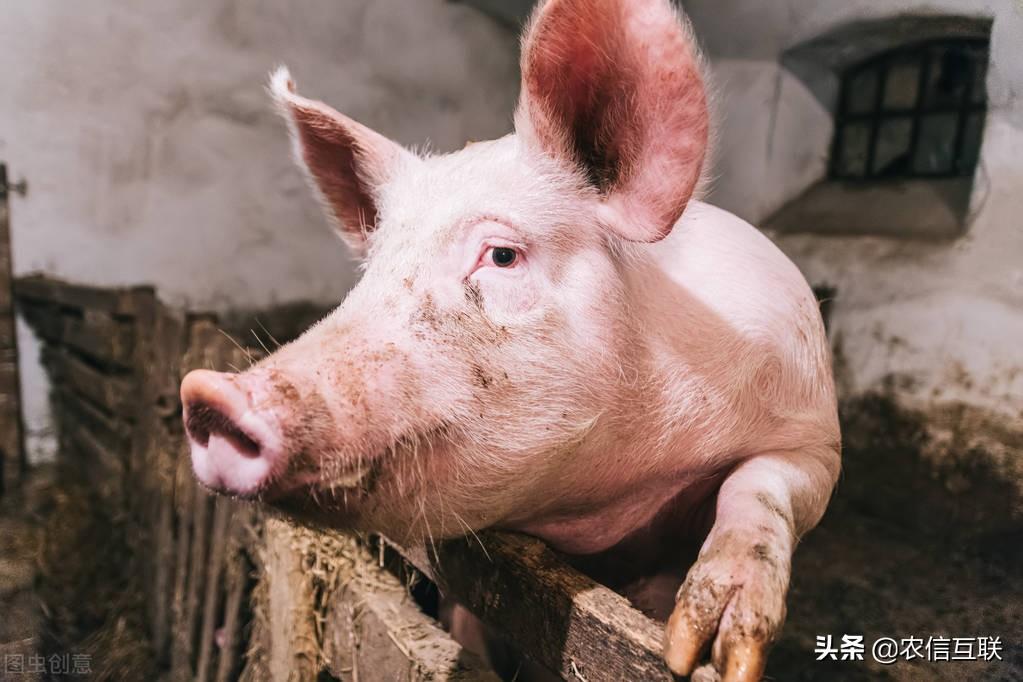 福建31选7，揭秘如何查询中奖结果