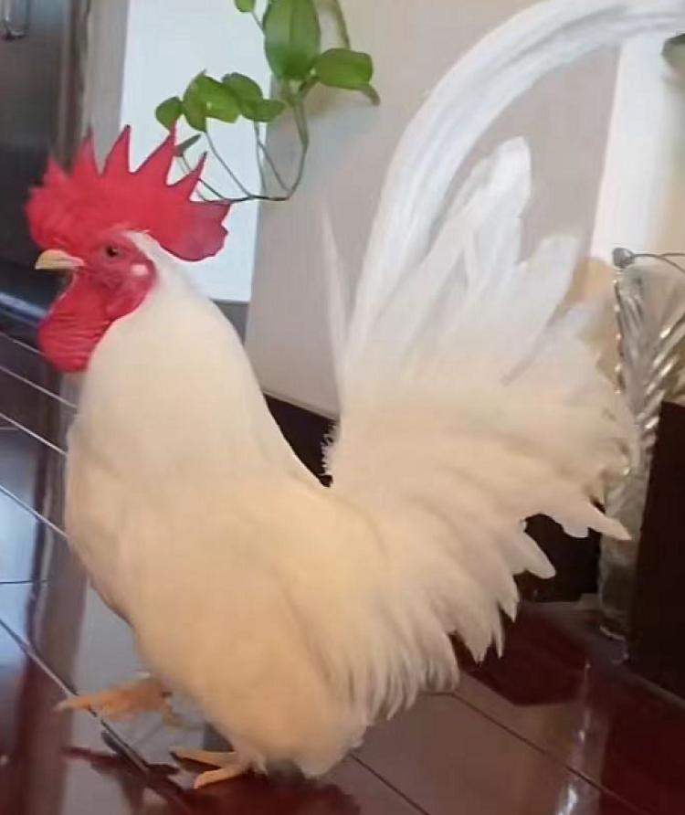 图片中的大公鸡，多彩的羽翼与威严的姿态