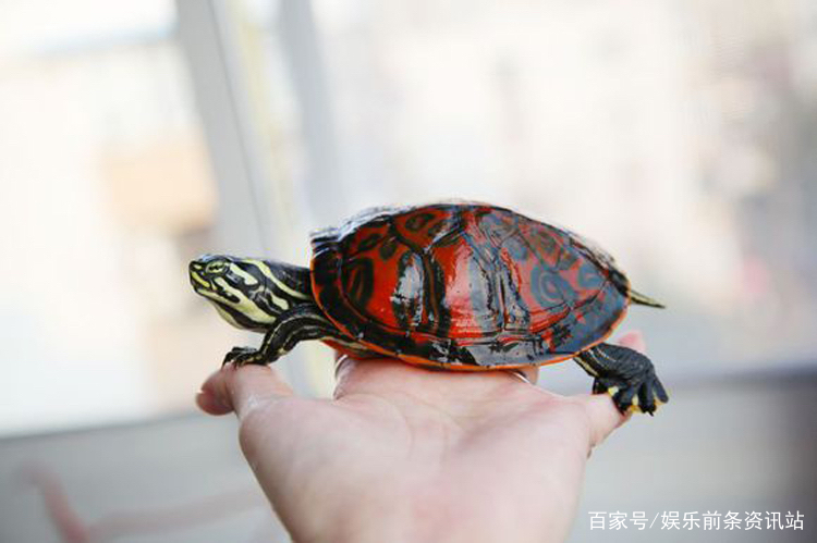 红腹火焰龟